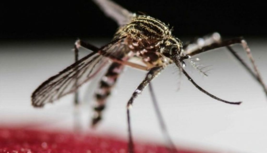 mosquito Zika Espectador