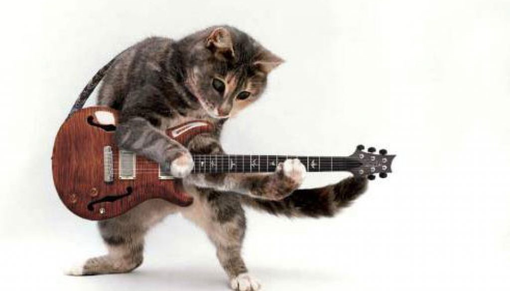 gato-guitarra, foto vía Tumblr thecatmaster999