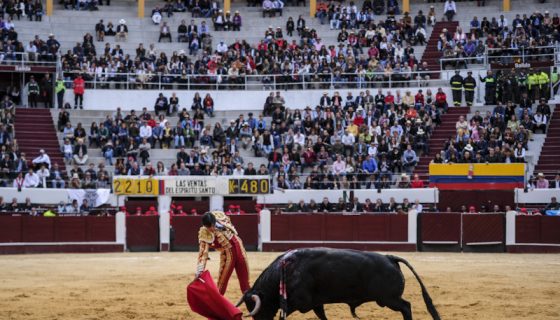 corrida de toros Espectador antitaurina consulta corridas prohibir