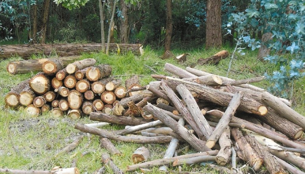 Se talarán árboles en predios de Bavaria a pesar de petición ciudadana