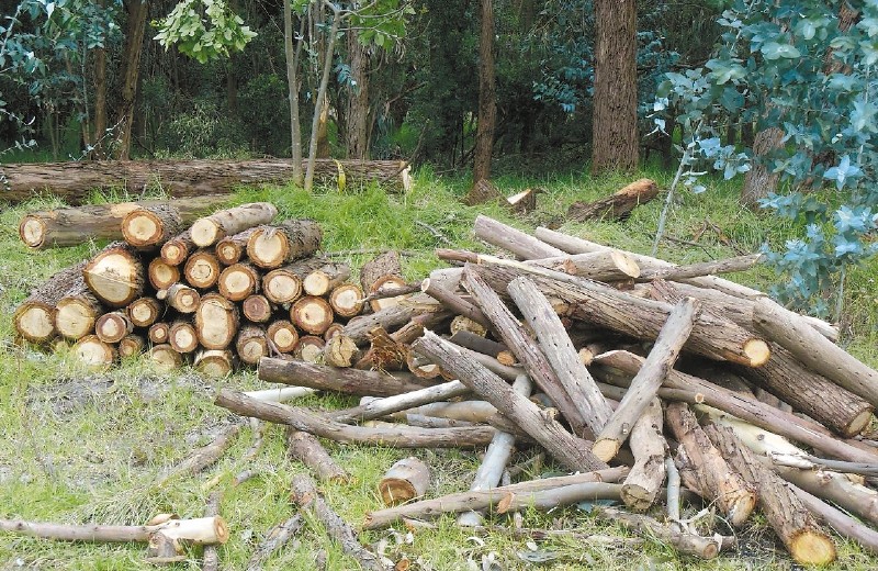 Se talarán árboles en predios de Bavaria a pesar de petición ciudadana