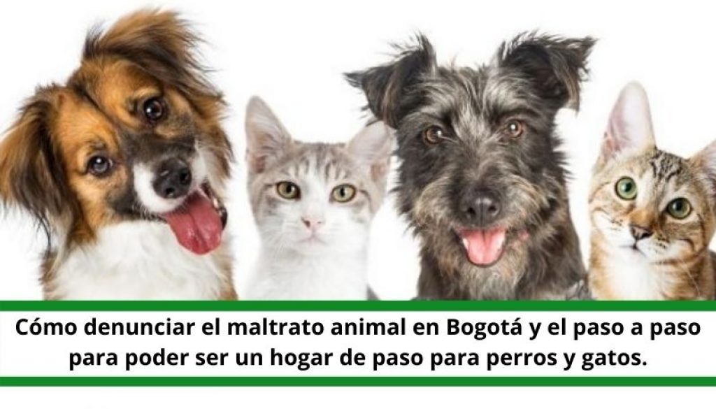 denuncia_denunciar_maltrato_animal_como_ser_hogar_de_paso_perros_gatos_mascotas_URepublicacanaRadio_radio_universitaria_estudiar_bogota_colombia