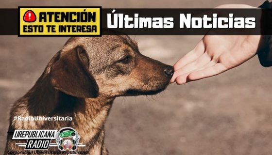 ultimas_noticias__servicios_gratis_animales_URepublicacanaRadio_emisora_radio_universitaria_estudiar_bogota_colombia