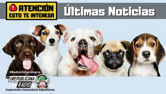 buscan_tumbar_disposicion_del_estatuto_nacional_de_proteccion_de_los_animales_noticias_ureblicanaradio_emisora_radio_universitaria_bogota_colombia