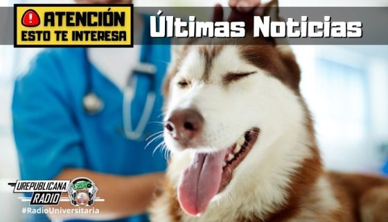 Se_aprobo_el_proyecto_de_ley_para_atencion_veterinaria_gratuita_a_animales_noticias_urepublicanaradio_emisora_radio_universitaria_bogota_colombia