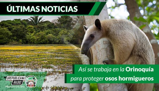 Asi_se_trabaja_en_la_Orinoquia_para_proteger_osos_hormigueros